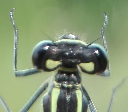 Coenagrion puella