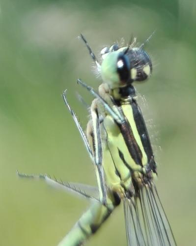Coenagrion puella