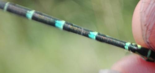 Coenagrion puella