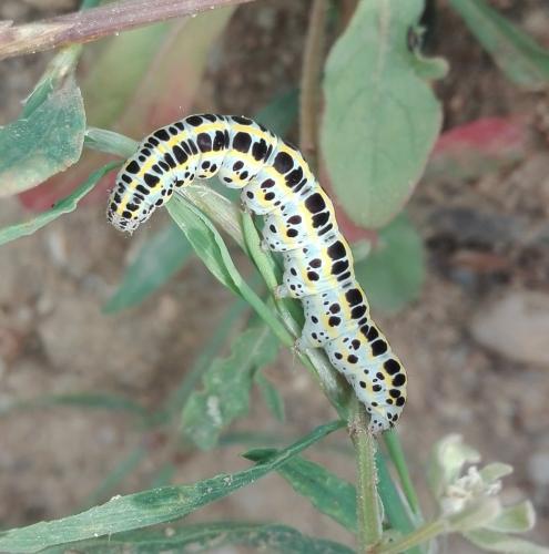Calophasia sp.