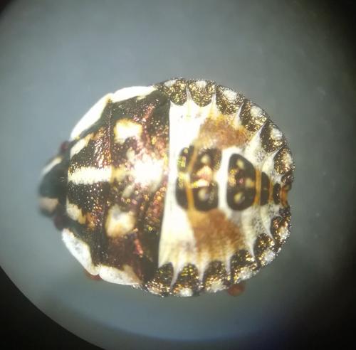 Réf. 234 174 : Carpocoris sp.