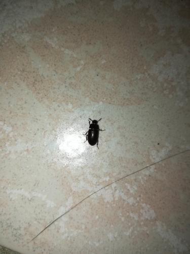 Alphitobius diaperinus