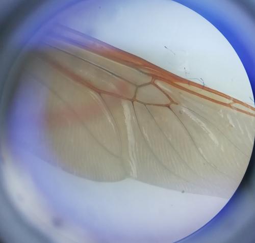 Stratiomys potamida