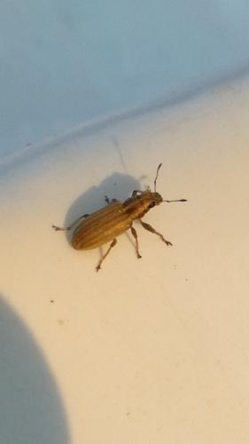 Sitona sp.