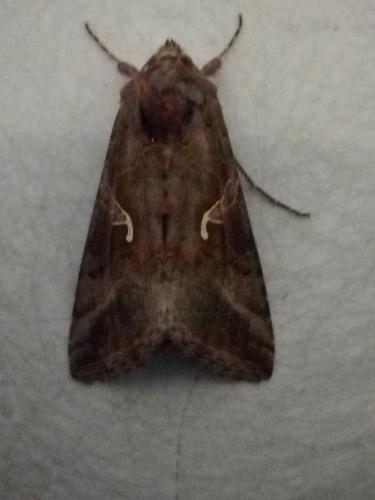 Autographa gamma