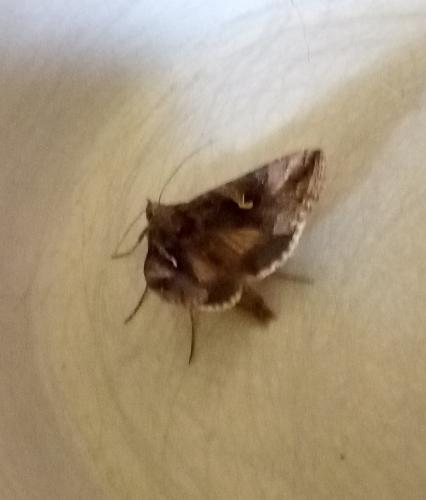 Autographa gamma