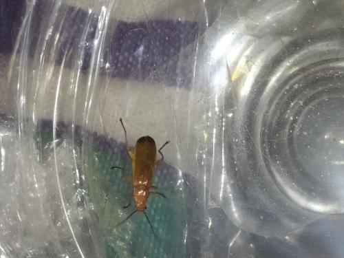 Rhagonycha fulva