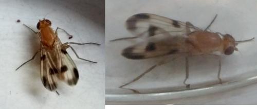 Clusia tigrina