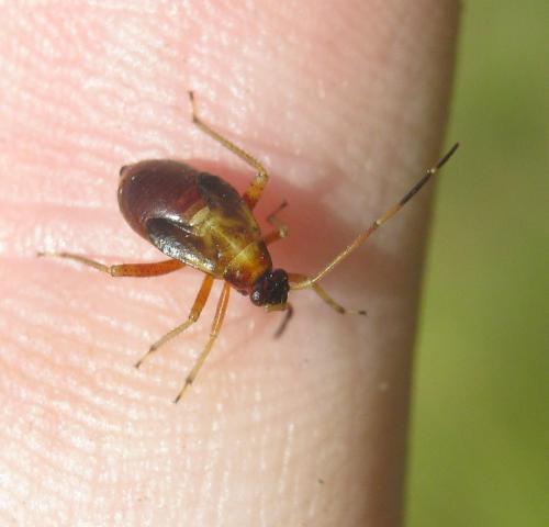 Réf. 234 789 : Adelphocoris seticornis