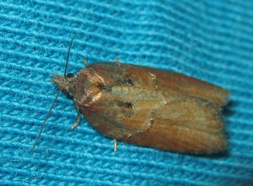 Acleris hastiana