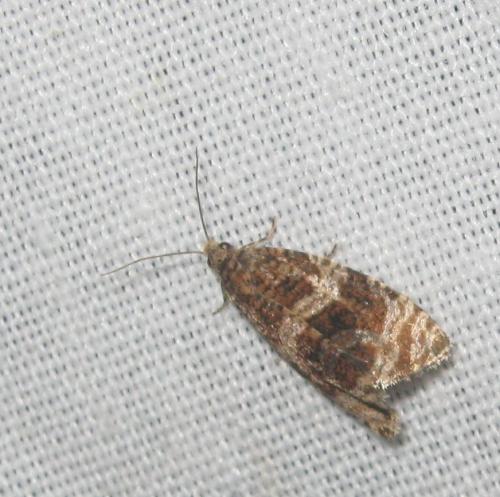 Celypha cespitana