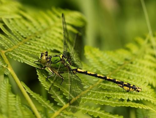 Réf. 234 031 : Ophiogomphus cecilia