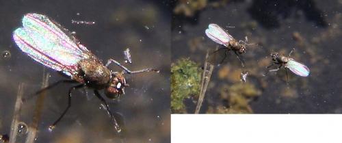 Réf. 234 791 : Hydrellia sp.