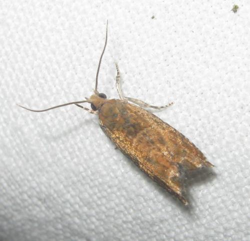 Réf. 234 981 : Epinotia tenerana