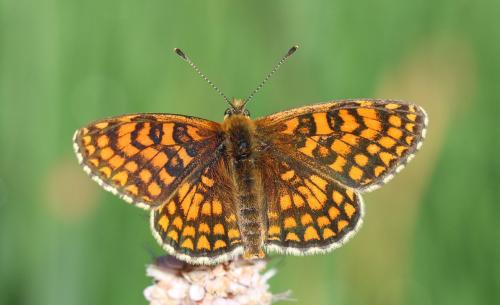 Melitaea athalia