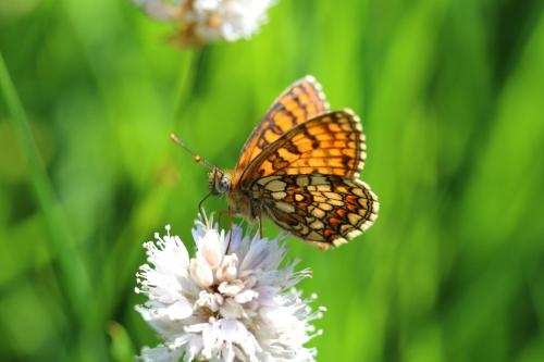 Réf. 234 651 : Melitaea athalia