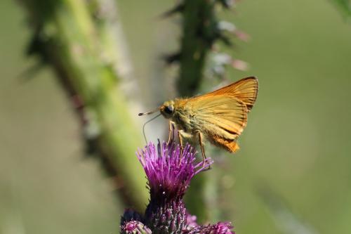Ochlodes sylvanus