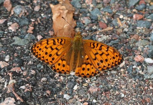 Argynnis aglaja