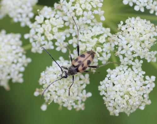 Réf. 234 739 : Pachytodes cerambyciformis