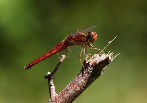 Réf. 234 445 : Crocothemis erythraea
