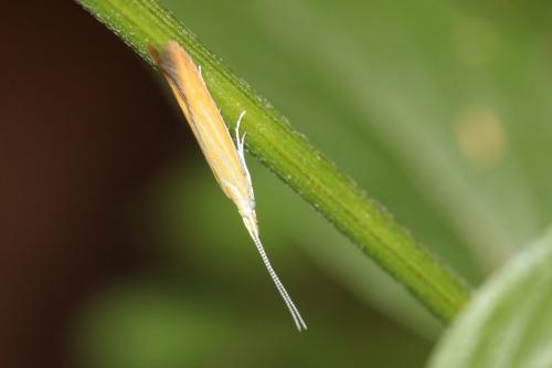 Réf. 234 194 : Coleophora sp.