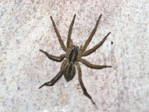 Hogna radiata