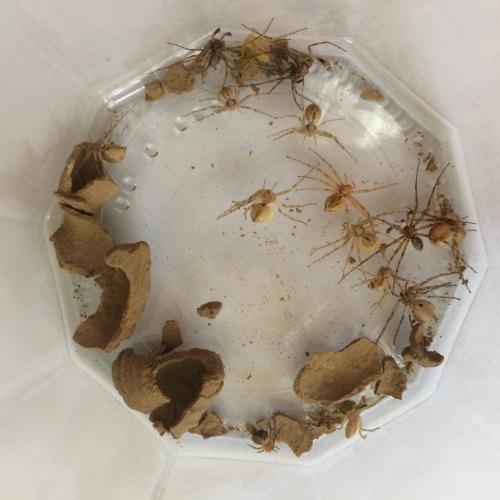 Réf. 234 256 : Sceliphron curvatum
