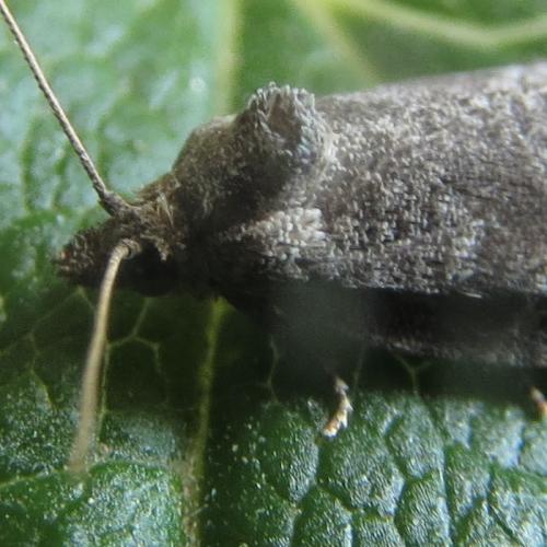 Cnephasia sp.