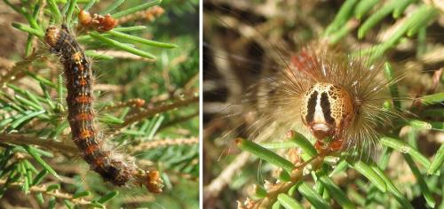 Lymantria dispar
