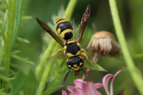 Réf. 234 907 : Antepipona sp.