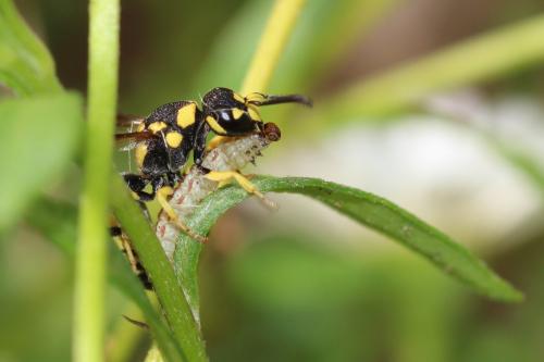Réf. 234 908 : Antepipona sp.
