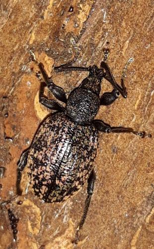 Réf. 234 405 : Otiorhynchus aurifer
