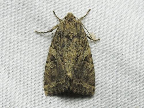 Réf. 234 642 : Apterogenum ypsillon