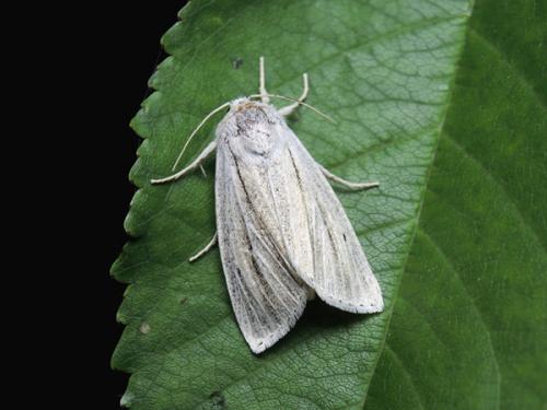 Réf. 234 640 : Simyra albovenosa