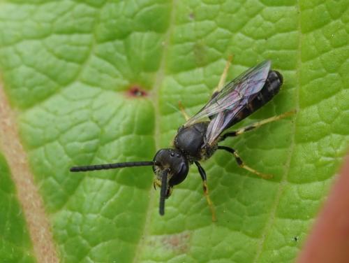 Réf. 234 493 : Lasioglossum sp.