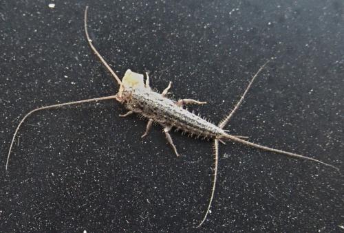 Ctenolepisma lineata