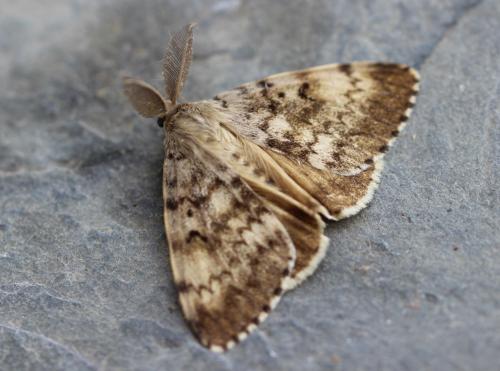 Lymantria dispar