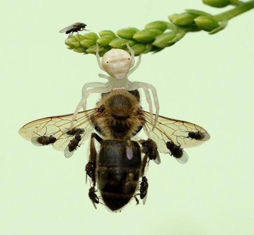 Réf. 234 504 : Thomisus sp.
