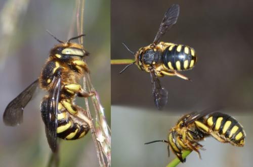 Anthidium florentinum