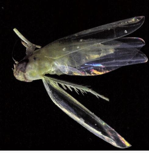 Réf. 234 715 : Typhlocybinae inconnu