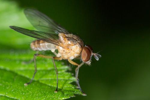 Réf. 234 867 : Pegomya sp.