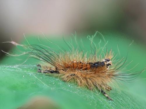 Lymantria dispar