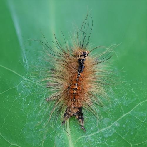 Lymantria dispar