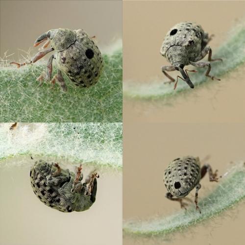 Réf. 234 214 : Cionus sp.