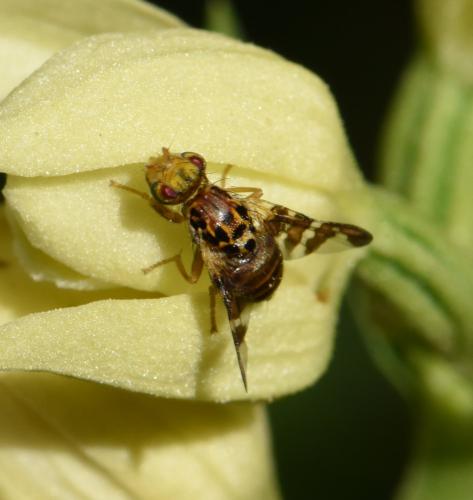 Goniglossum wiedemanni