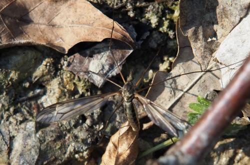 Tipula vittata