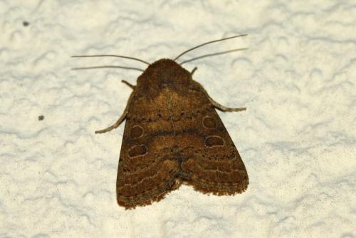 Réf. 234 511 : Hoplodrina octogenaria