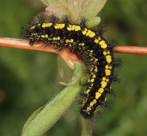 Euphydryas intermedia