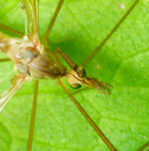 Réf. 234 609 : Tipula helvola
