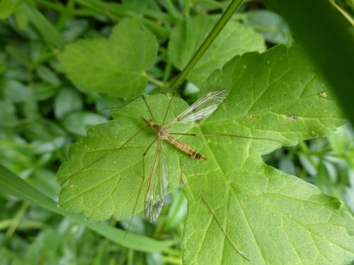 Réf. 234 501 : Tipula helvola